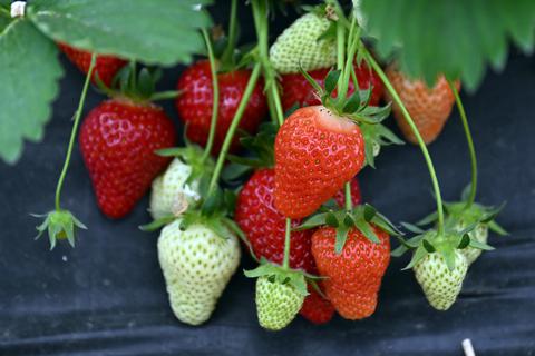 Erdbeeren sind gut für die Gesundheit, aber sind sie das auch für unser Klima?