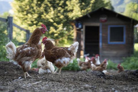 Hühner im eigenen Garten – so mancher hat in den letzten Jahren seine Liebe zum Huhn entdeckt. 