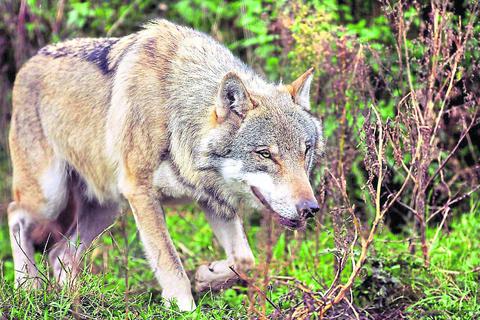 Der Wolf siedelt sich zunehmend in Hessen wieder an. Symbolfoto: dpa