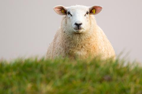 Ein Schaf.  Symbolfoto: dpa