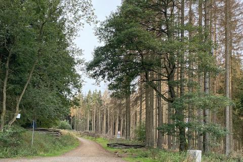 Dieser Blick in den Niedernhausener Gemeindewald zeigt deutlich die vielen stark geschädigten Fichten. Foto: Gemeinde Niedernhausen