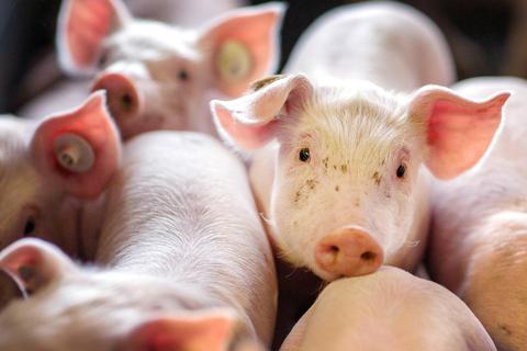 Schweinehaltung und -mast sind ein wirtschaftlich schwieriges Terrain für Landwirte. Viele Halter hören deshalb auf. Georg Schuchmann in Ober-Kinzig und seine Familie aber setzen auf Tierwohl und Regionalität und machen weiter.