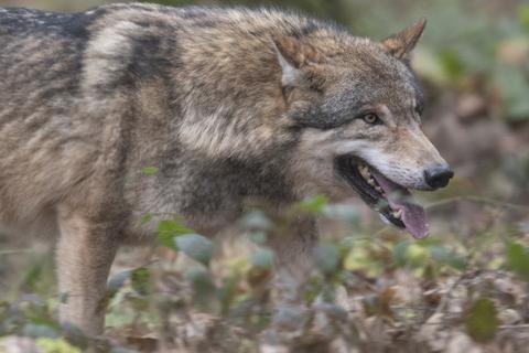 Im Odenwald hat sich ein Wolfsrüde niedergelassen. Foto: dpa