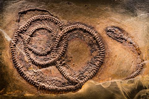 Eine versteinerte Schlange aus der Grube Messel im Naturkundemuseum Senckenberg ist eines der Exponate der Wanderausstellung "Senckenbergs verborgene Schätze". Foto: dpa