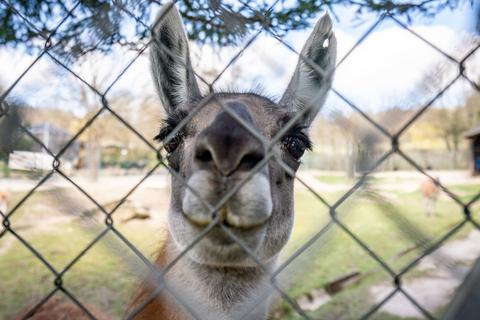 Ein Lama schaut neugierig durch den Zaun im Kronberger Opel-Zoo.               Foto: dpa