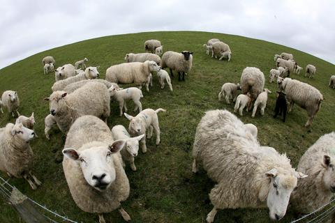 Schafe auf einer Weide. Symbolfoto: dpa