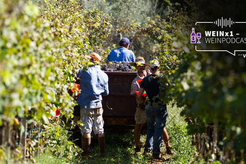 Die Jungwinzer-Generation wird immer präsenter. Was macht die junge Generation im Weinbau anders?  Foto: Adobe Stock – Franco Lucato