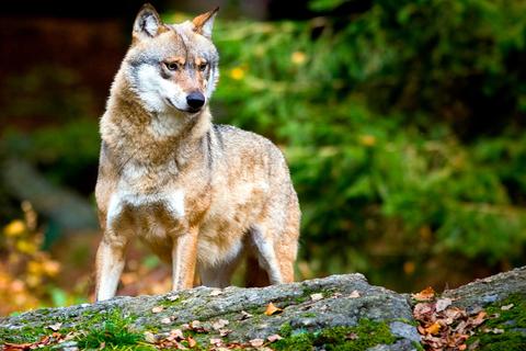 Wölfe - das Archivfoto zeigt ein Tier im Bayerischen Wald - werden seit 2021 in Rheinland-Pfalz häufiger gesichtet.