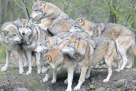 Vermehrt werden in Hessen wieder Wölfe gesichtet - und auch nachgewiesen. So auch im Vogelsbergkreis. Symbolfoto: dpa 