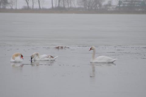 In Freiensteinau waren Schwäne am Ober-Mooser See an der Geflügelpest verendet.  Foto: von Dietze 