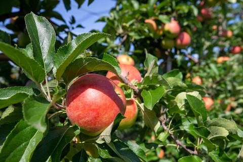 Die anhaltende Trockenheit wirkt sich auch auf die diesjährige Apfelernte aus. Symbolfoto: dpa 