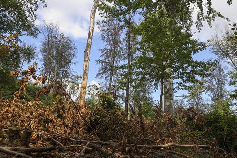 Trockenheit und Borkenkäfer machen dem Wiesbadener Stadtwald schwer zu schaffen. Foto: René Vigneron