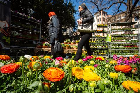 Anfang April verwandelt sich die Innenstadt bei „Worms blüht auf“ wieder in ein farbenprächtiges Blumenmeer.