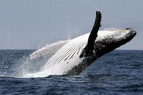 Vor der Küste Ecuadors springt ein Buckelwal aus dem Wasser. Seit ringen die Länder der Welt um ein Abkommen zum Schutz der Weltmeere.In New York gab es eine Einigung.