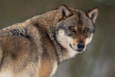 Ein Wolf jagt meist alte und schwache Tiere.  Symbolfoto: dpa
