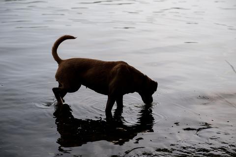 Hund trinkt aus Gewässer