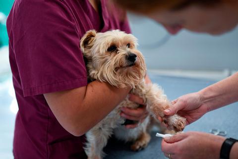 Mal steht eine Impfung an, mal tritt ein Hund in eine Scherbe - auch Haustiere müssen immer mal wieder zum Arzt. Mit der anstehenden  Novelle der Gebührenordnung kostet so manche Leistung bald deutlich mehr. Foto: dpa 